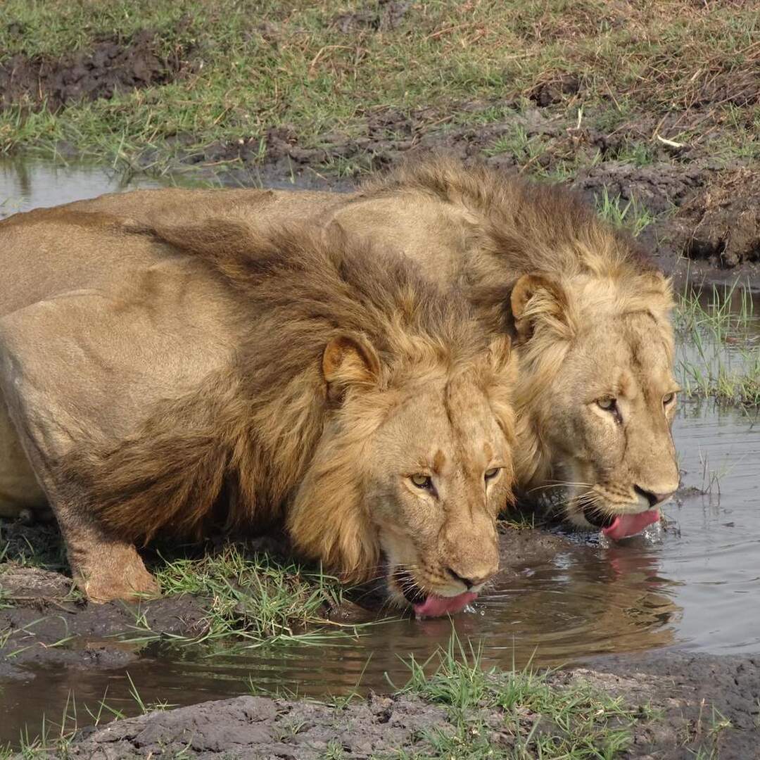 Sambia