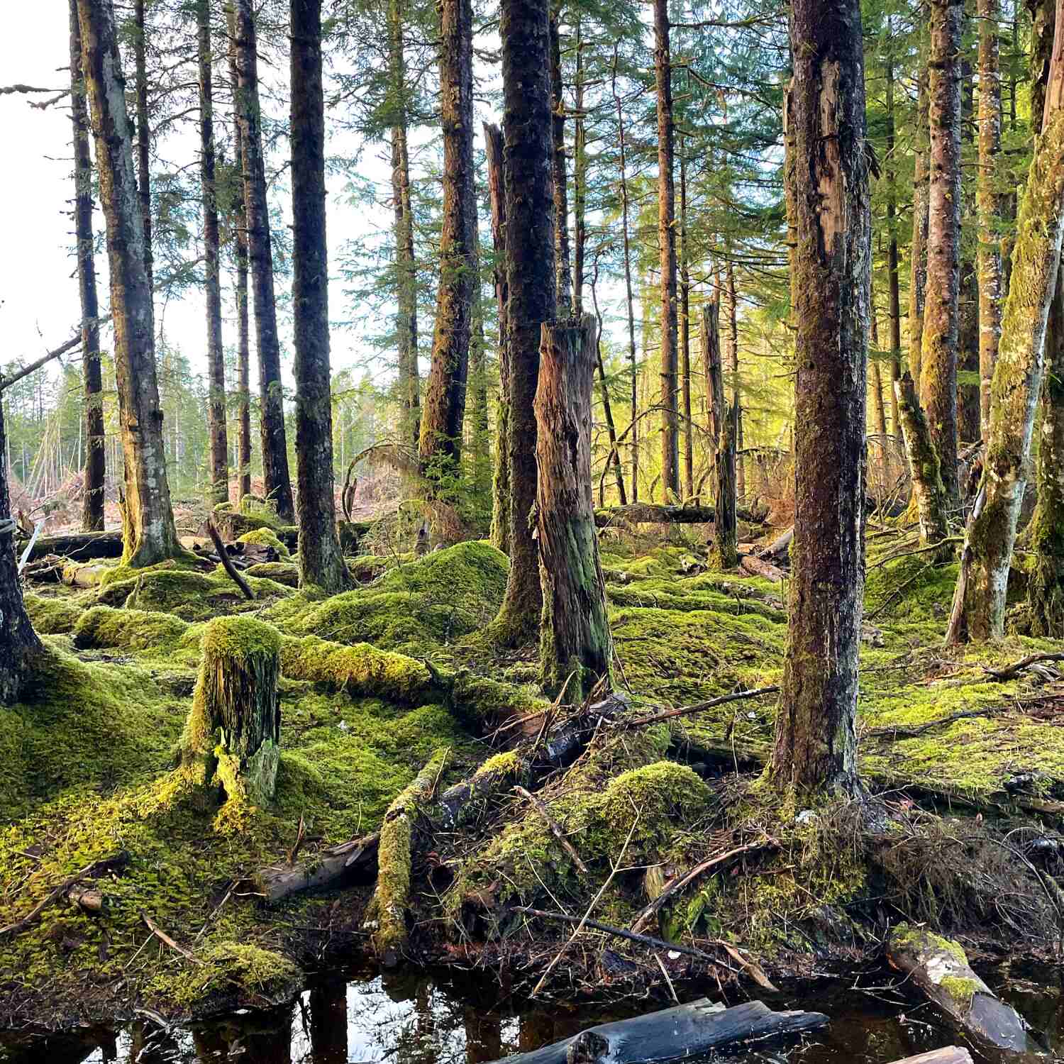 Haida Gwaii BC