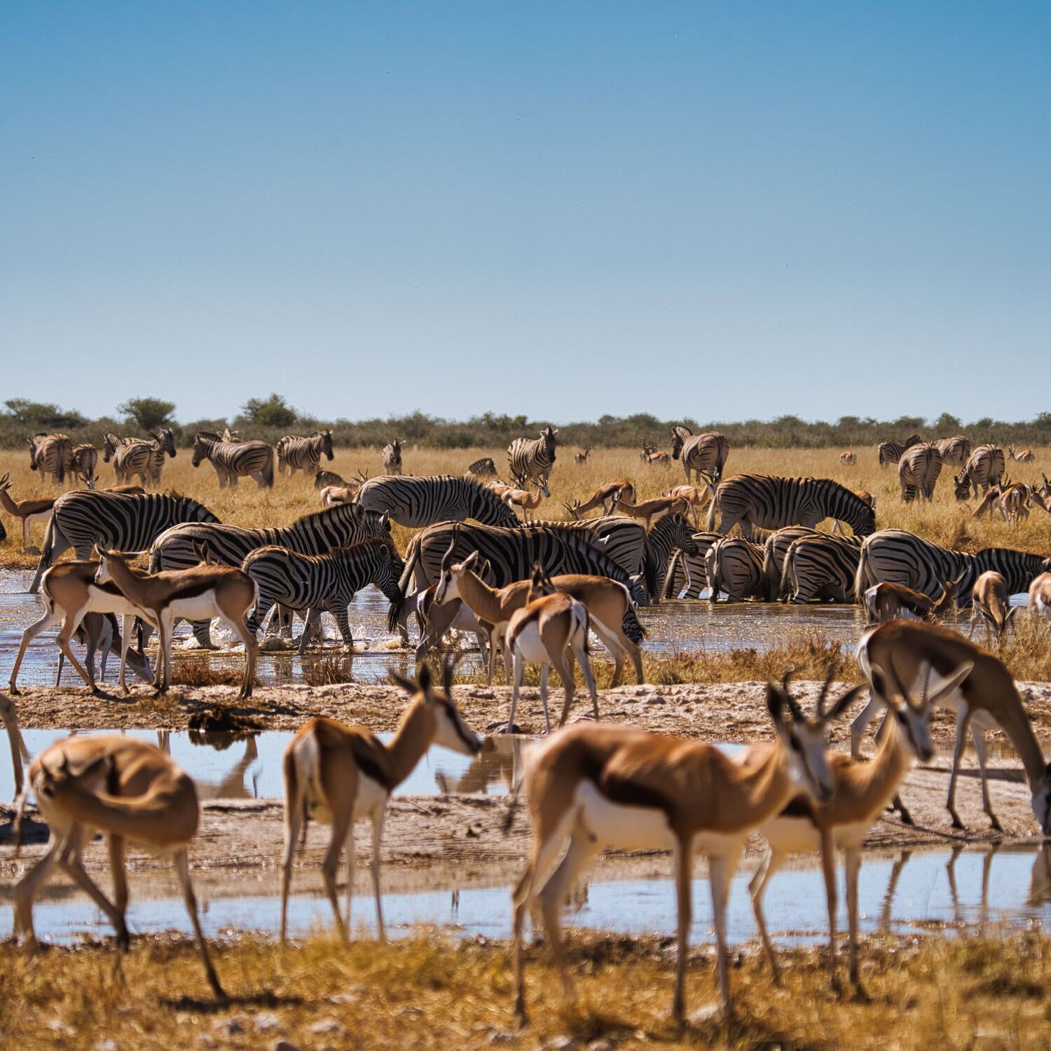 Namibia & Botswana