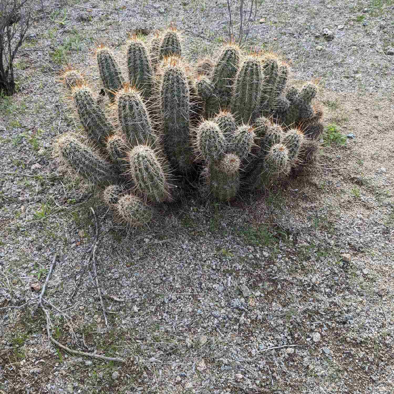 Saguaro National Park