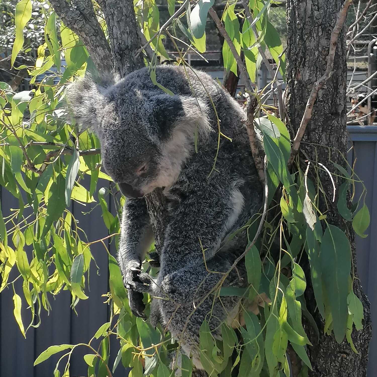 Work&Travel in Australia