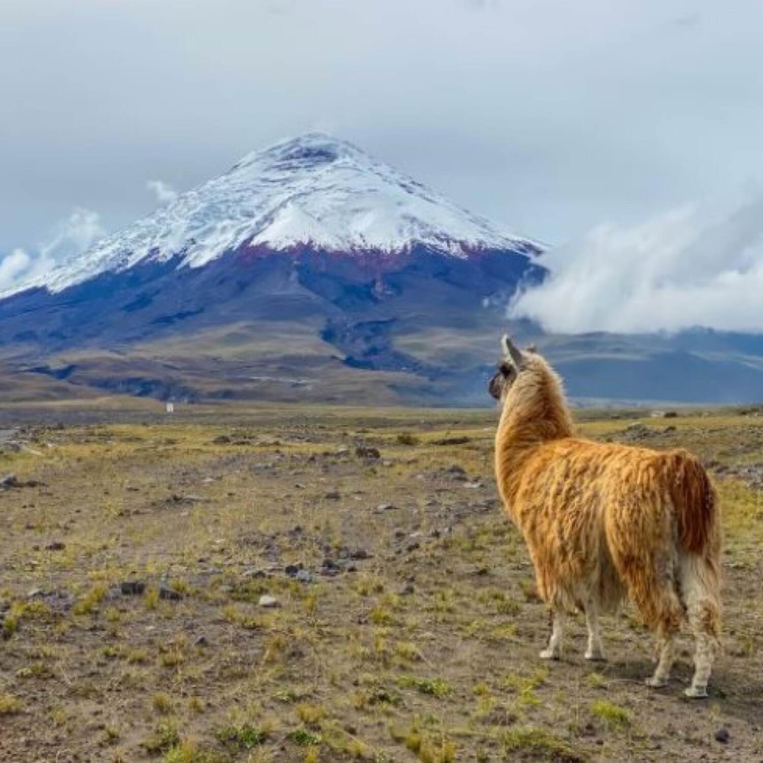 Ecuador - Abenteuer Honeymoon