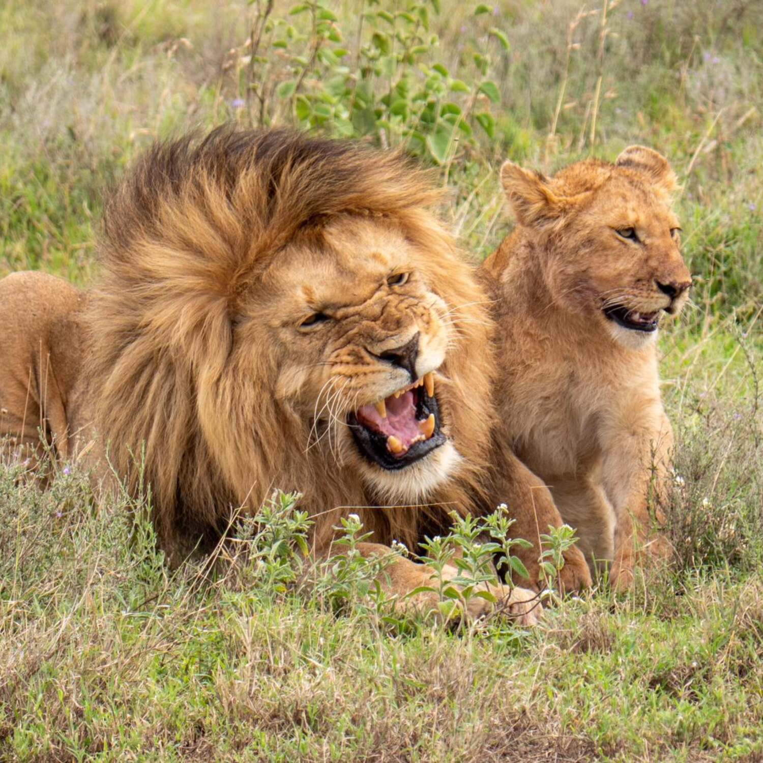 Africa