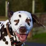 Wild Spots