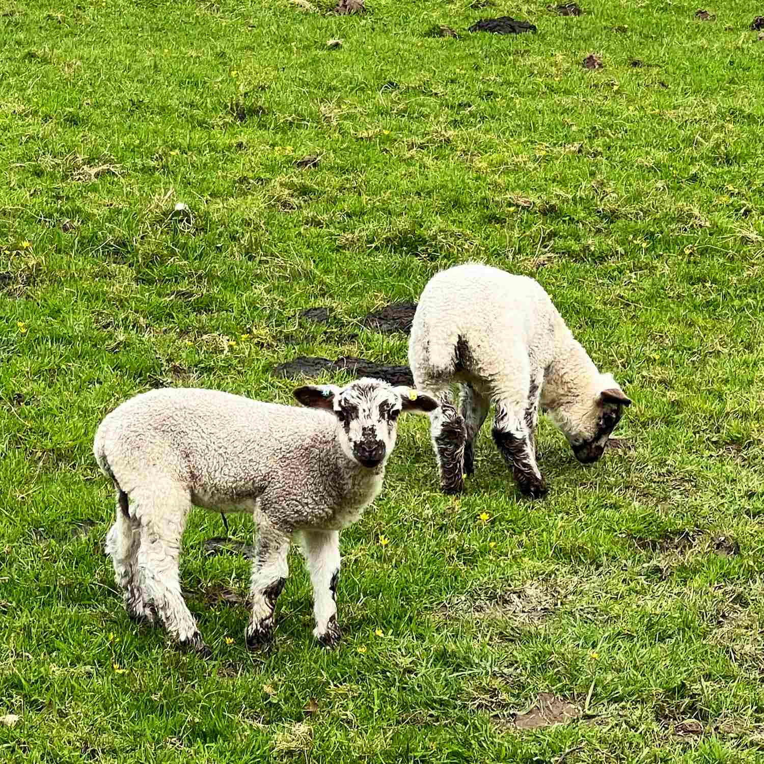 North Wales & Ireland