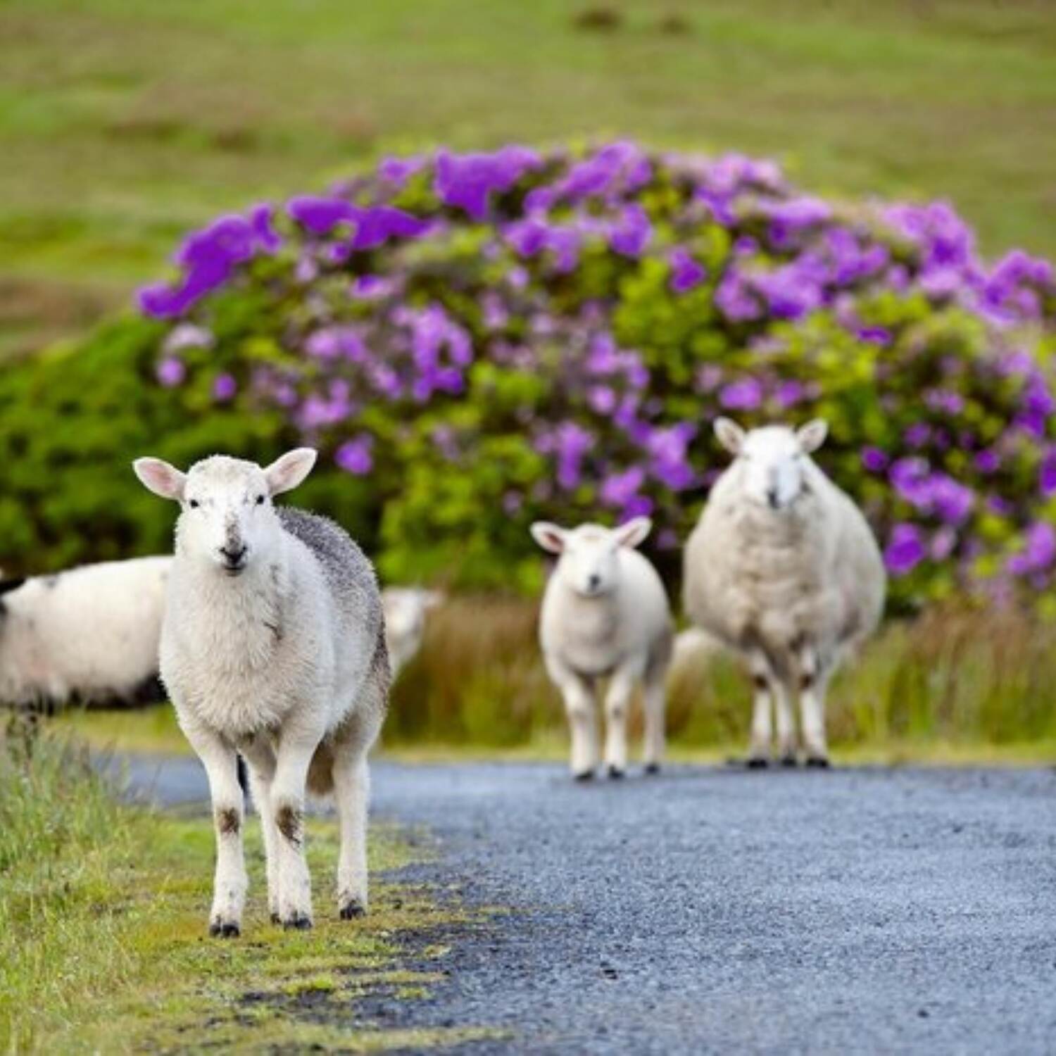 Irland
