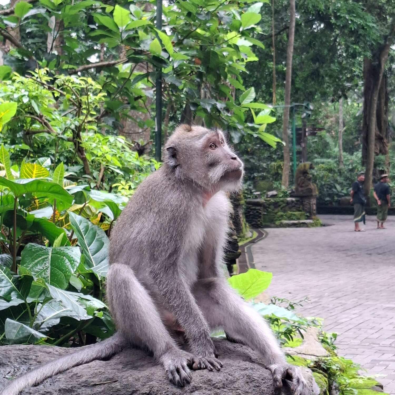 BALI