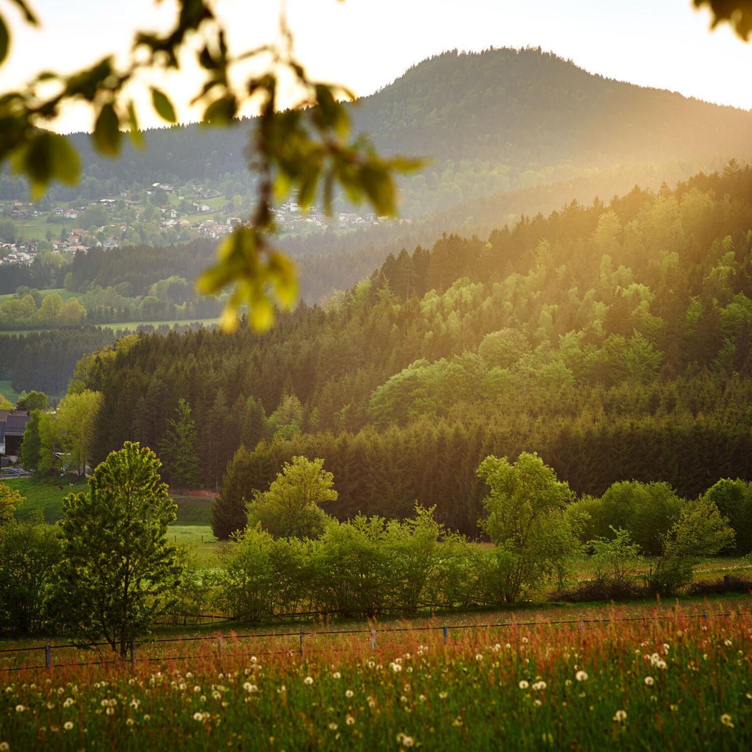 Wandern im Bayerischen Wald