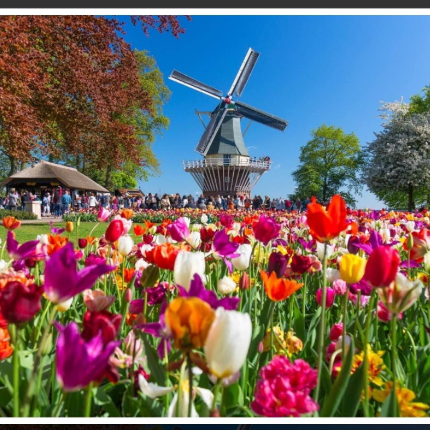 Tulpen in Holland