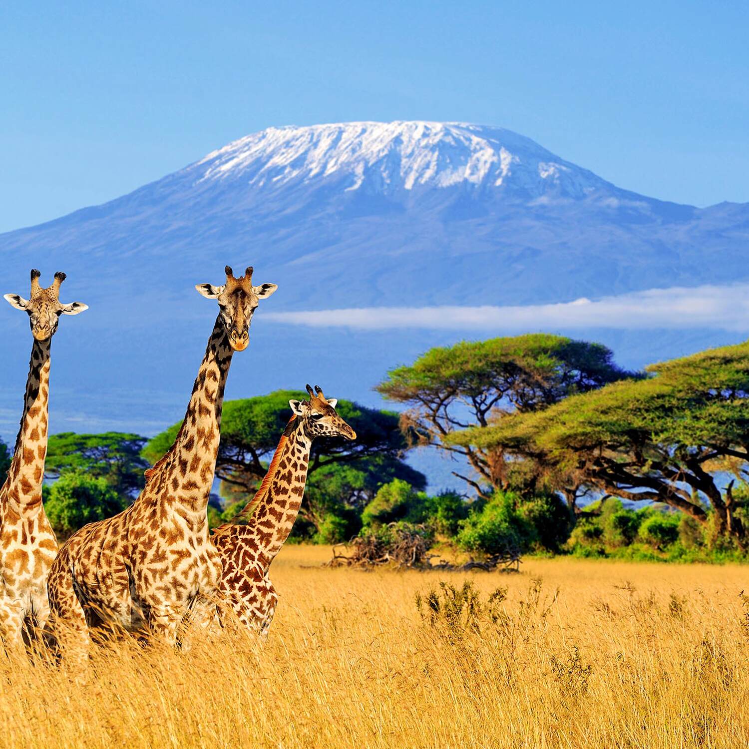 Die LoNgs in Kenia