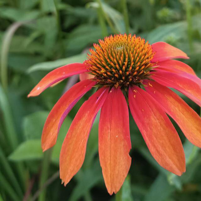 Gartenfee