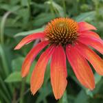 Gartenfee