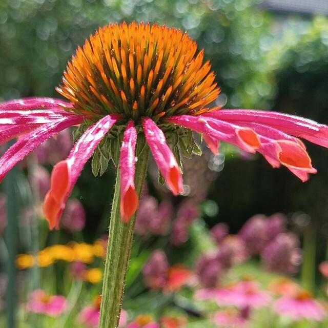 Gartenfee