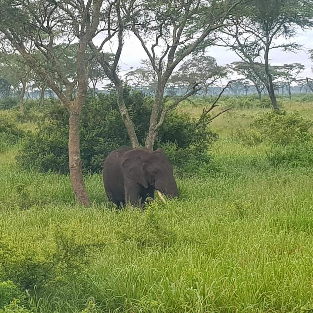 Gorillas and game parks