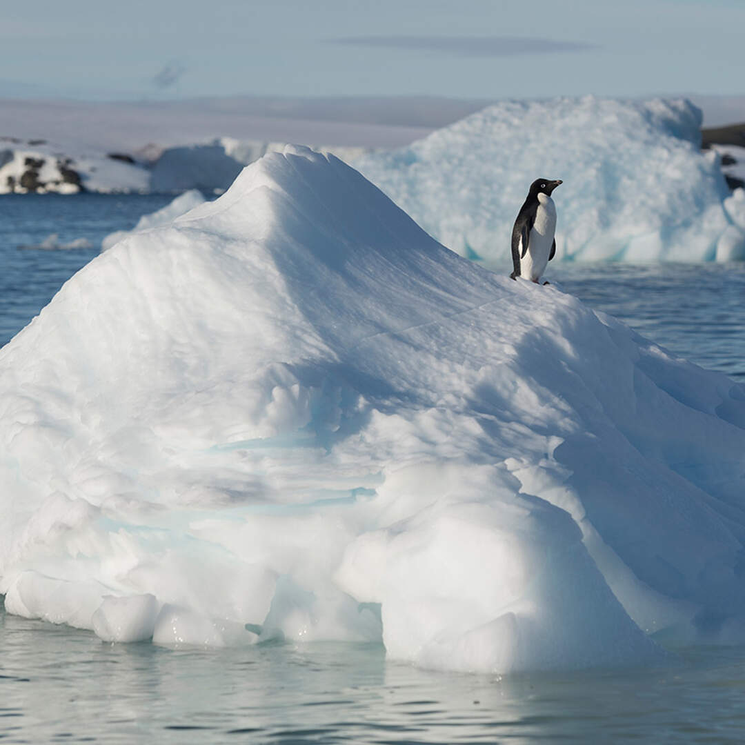 Antarctic