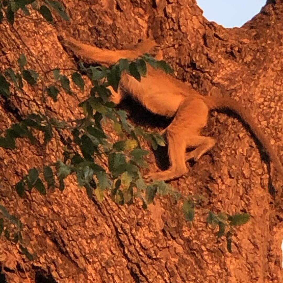 Botswana