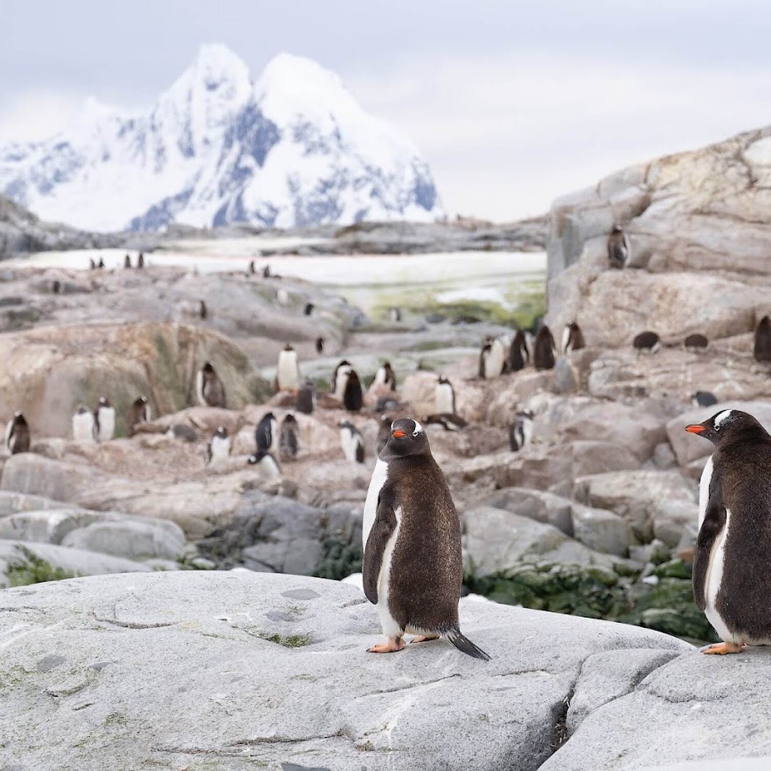 Antarctica and Patagonia