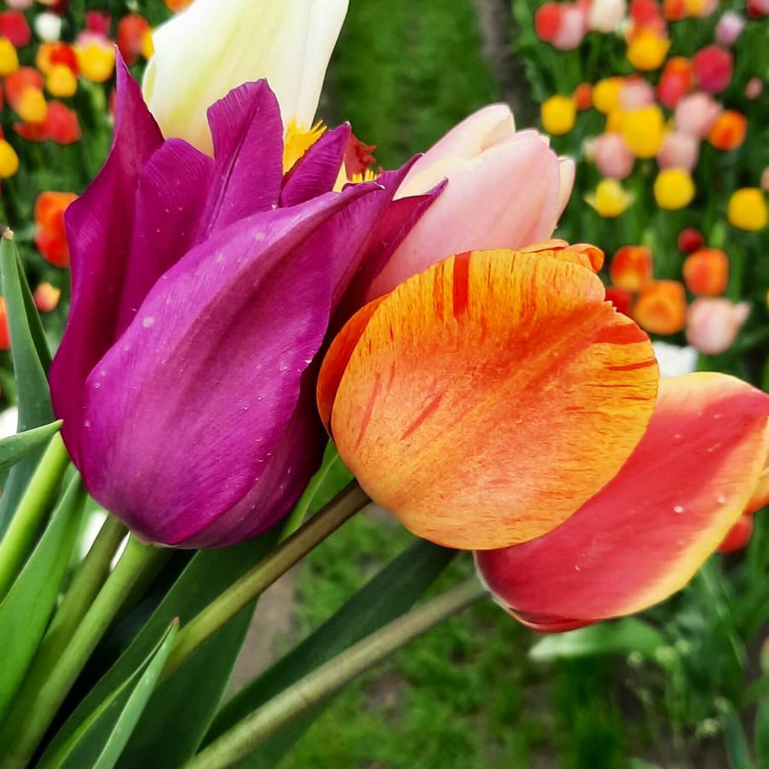 Tulpen Blüte Holland