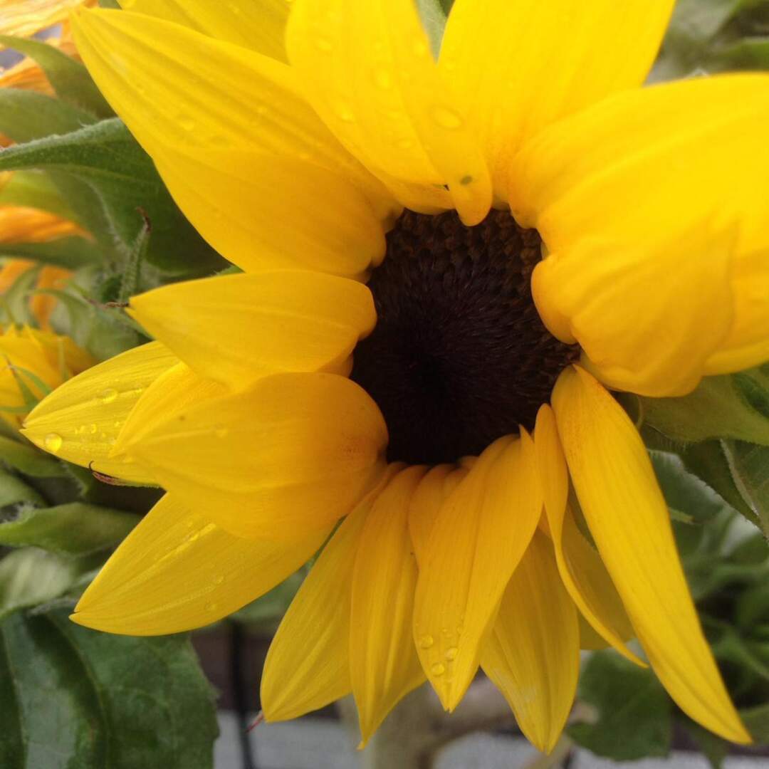Sommer, Sonne...