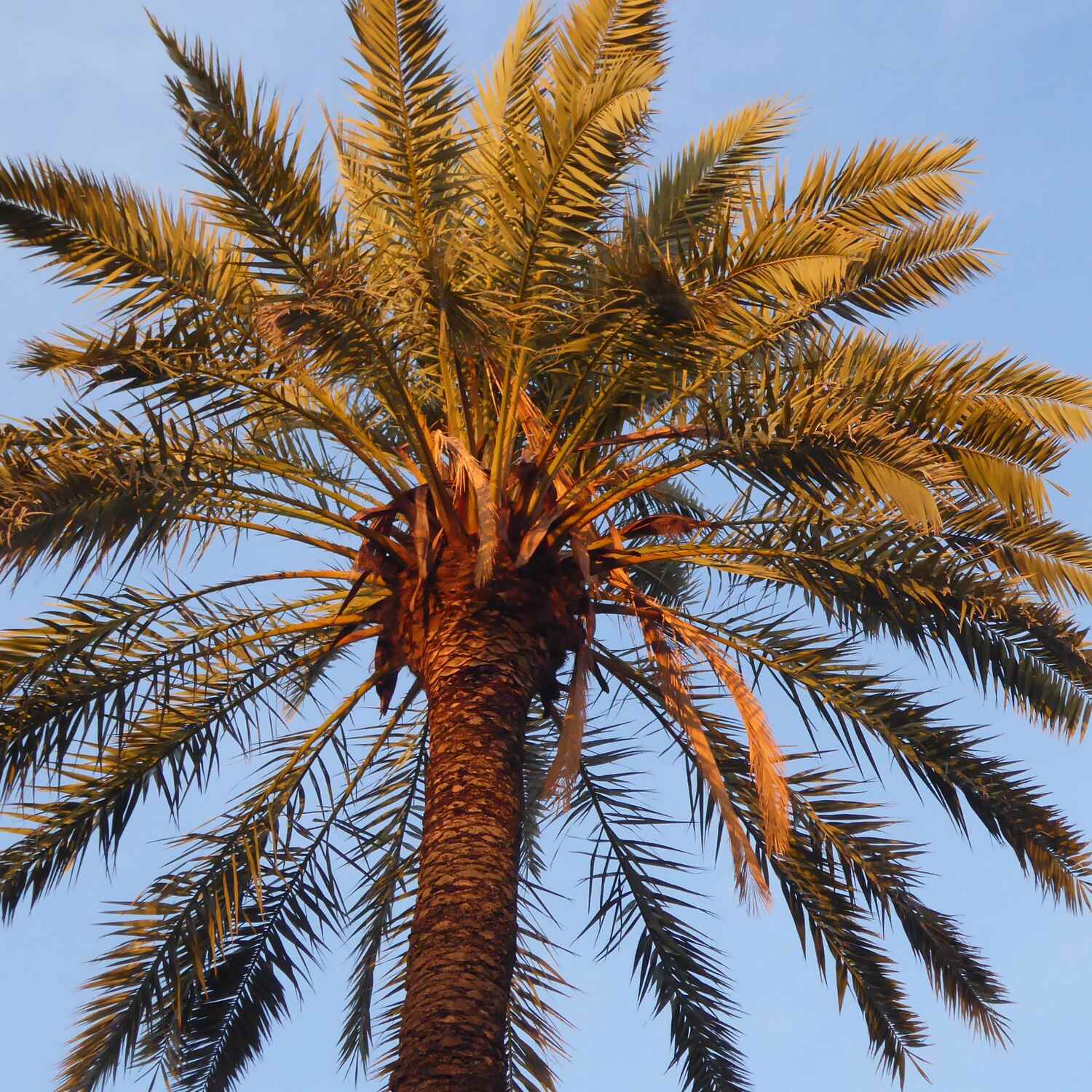 Übers Meer nach Teneriffa 2025