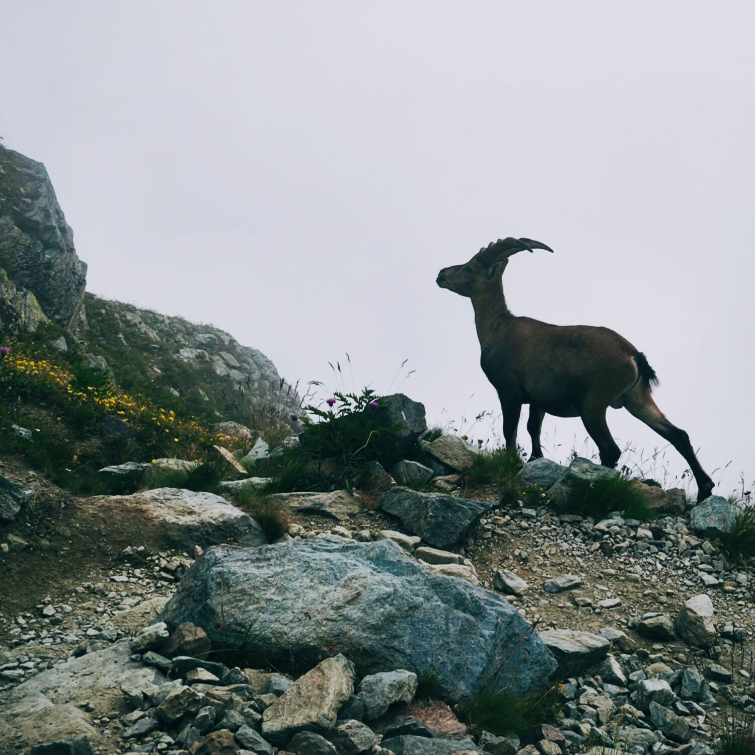Giro del Viso