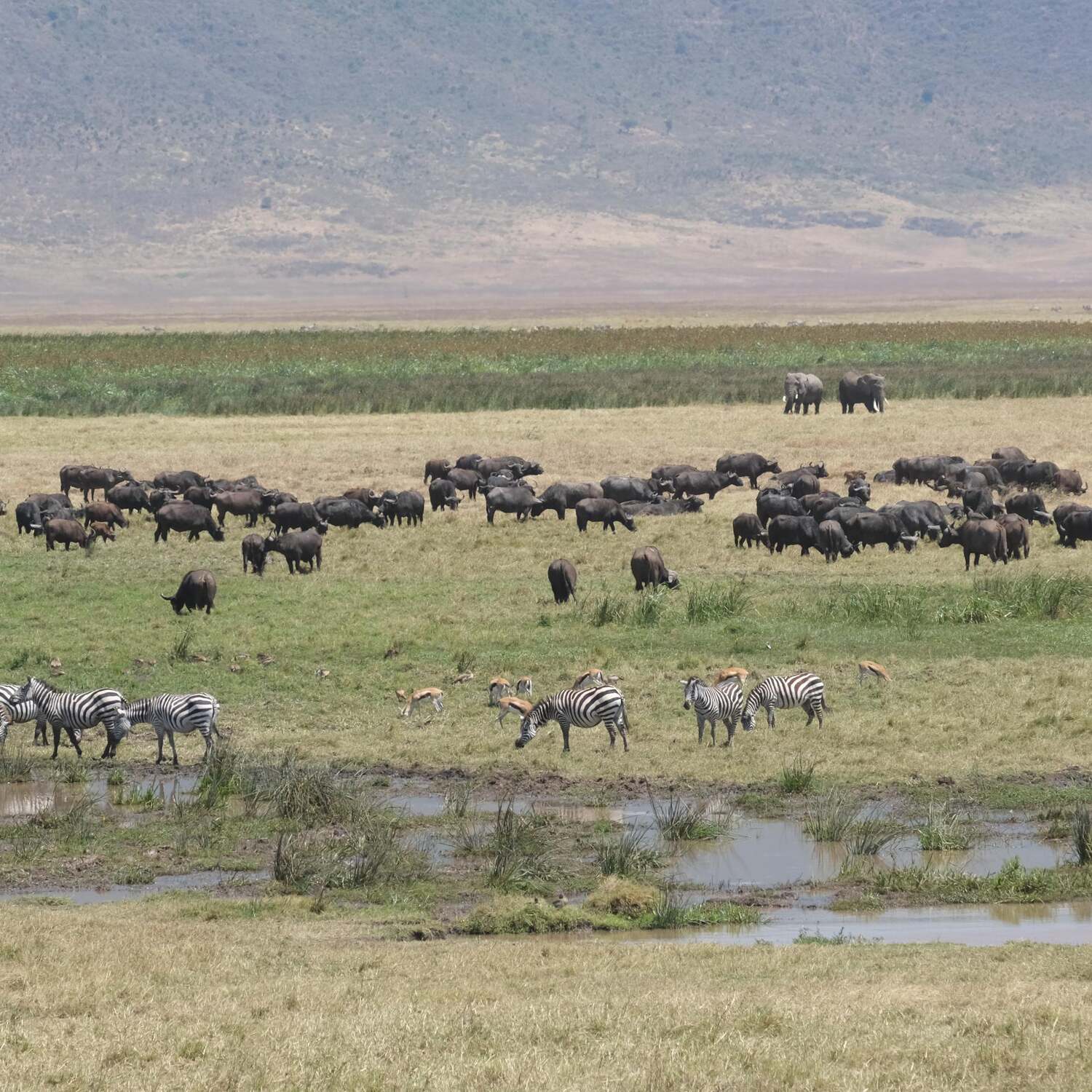 Safari njema - gute Reise!