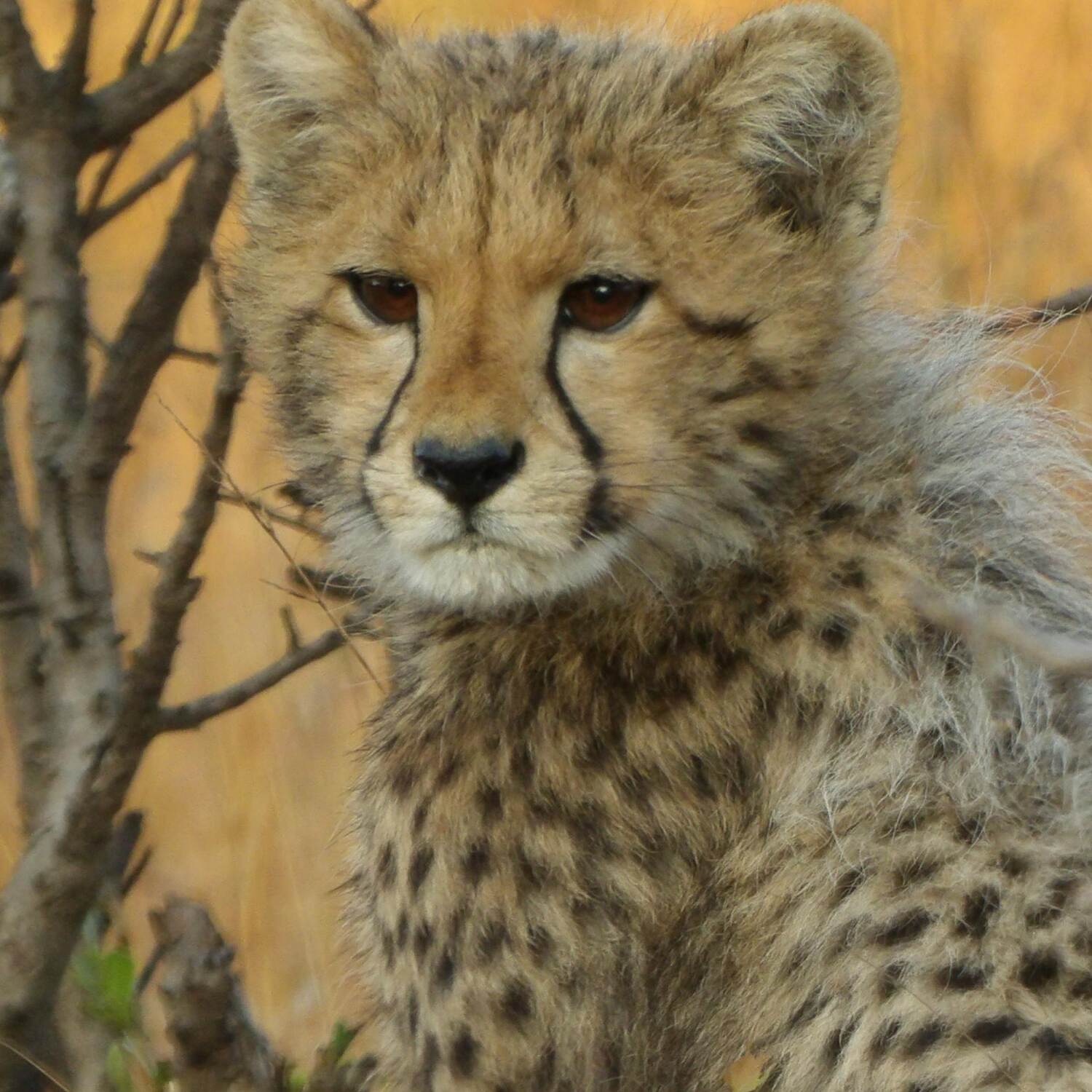 Avventura in Sudafrica