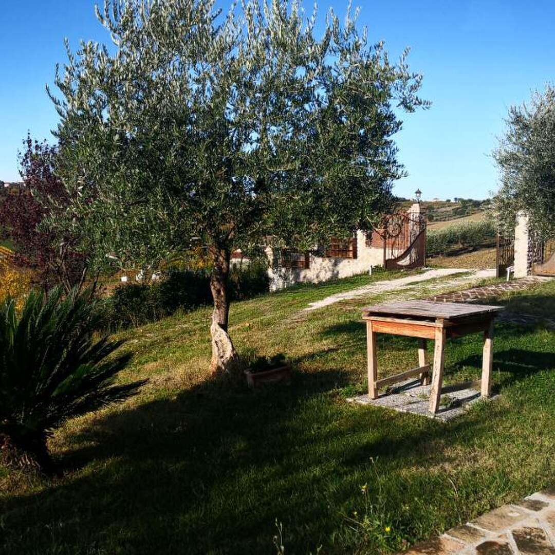 Il Sogno tra gli Ulivi