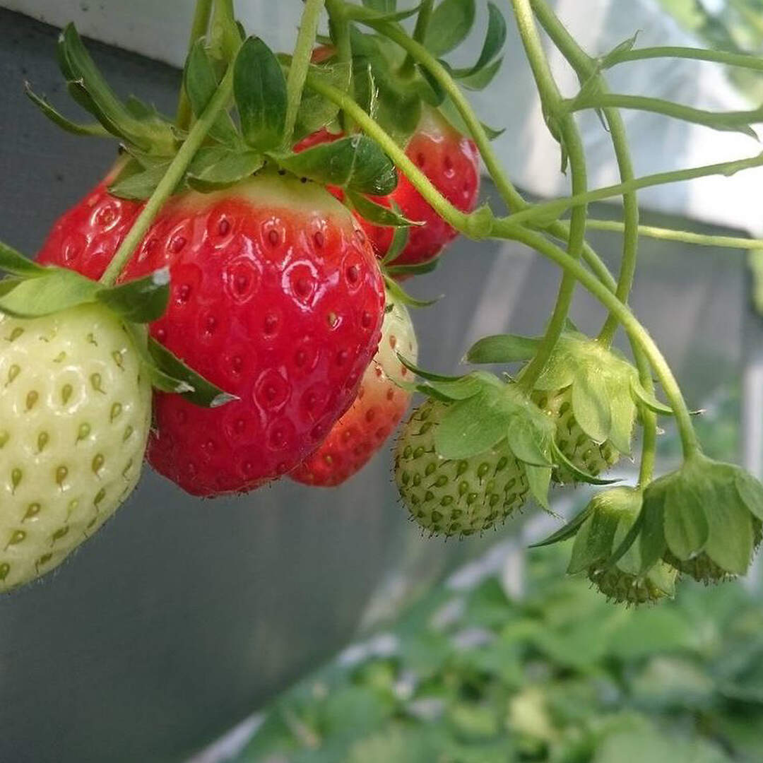South Korea and strawberries