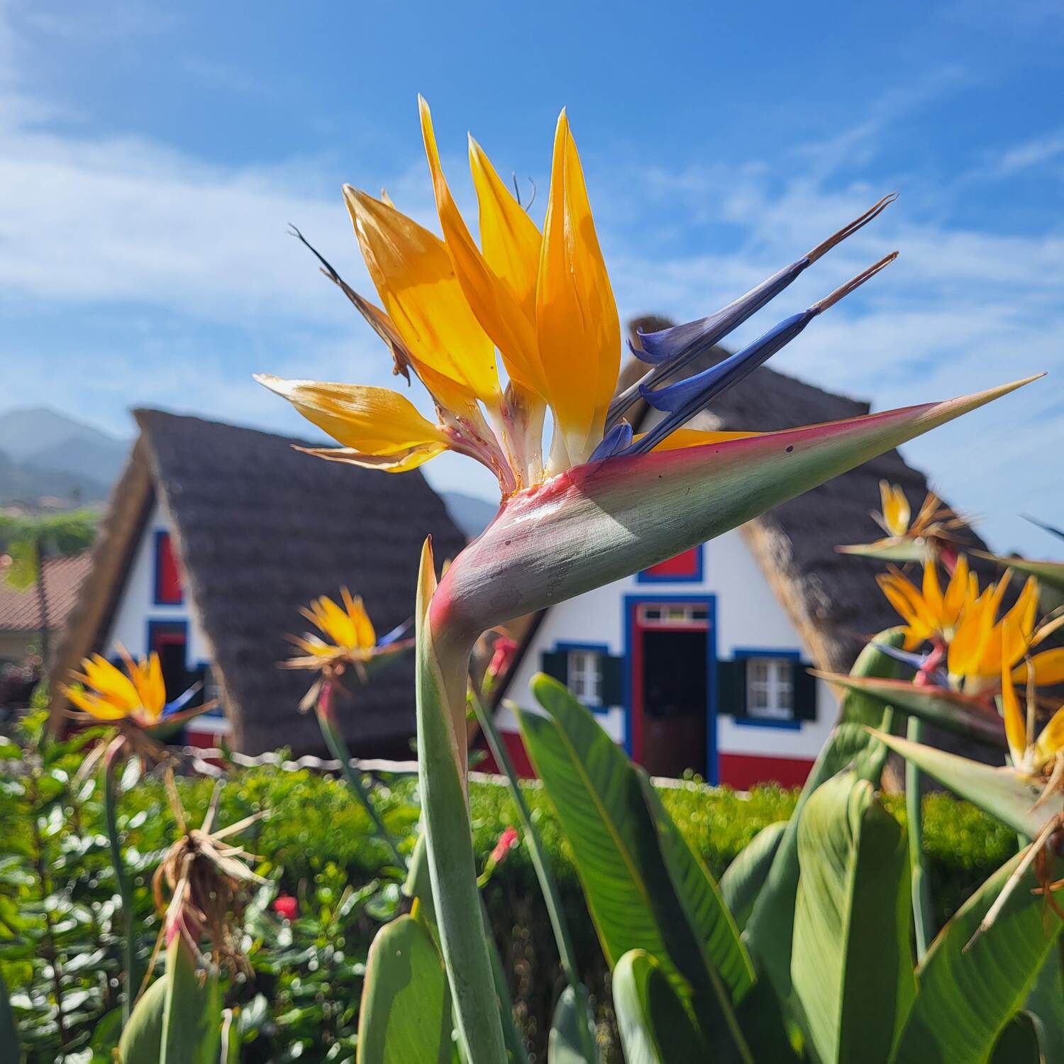 Madeira