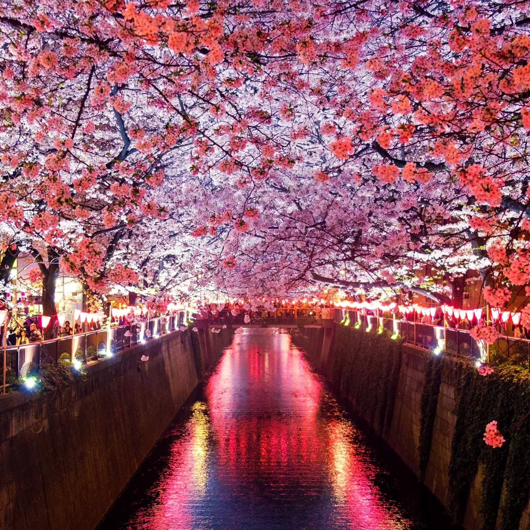 Japan zur Kirschblüte