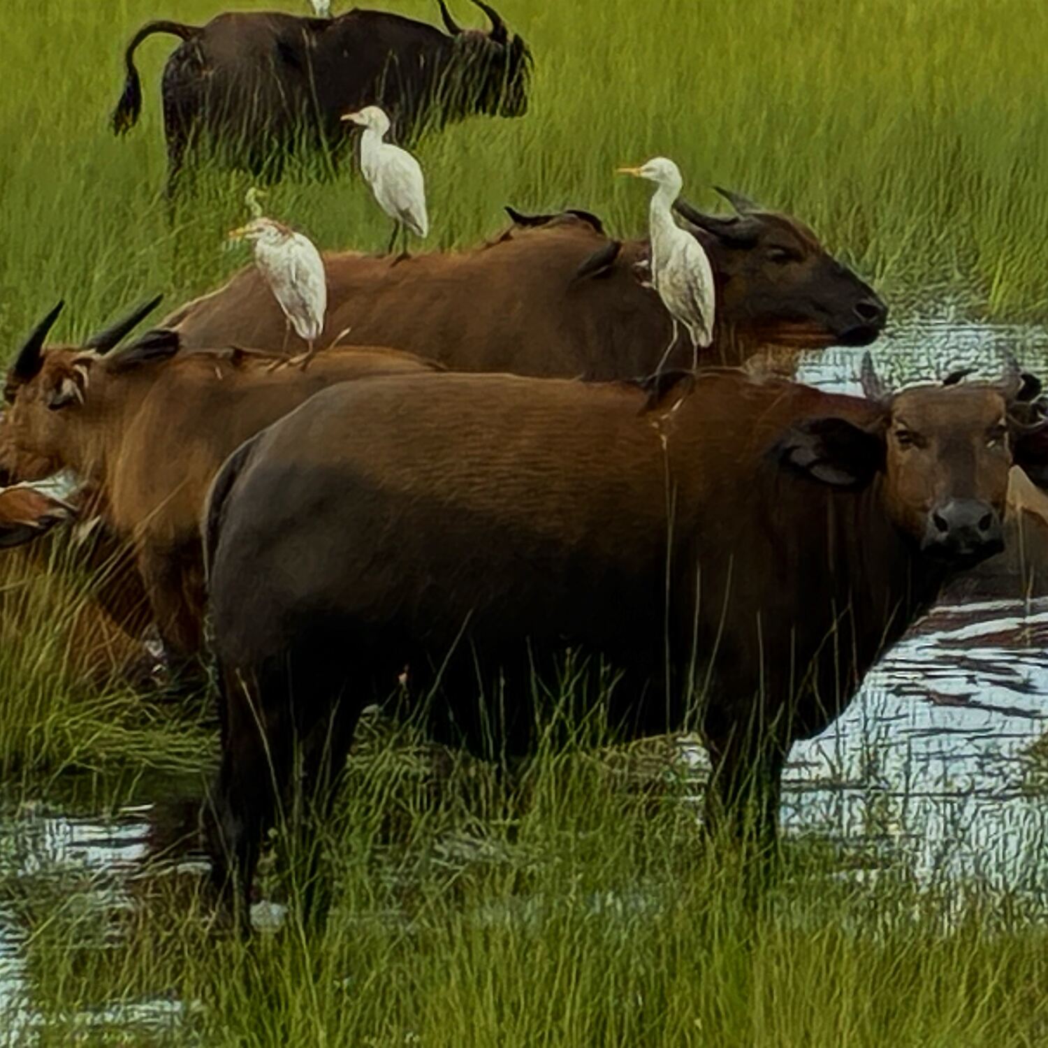 Gabun & Republik Kongo