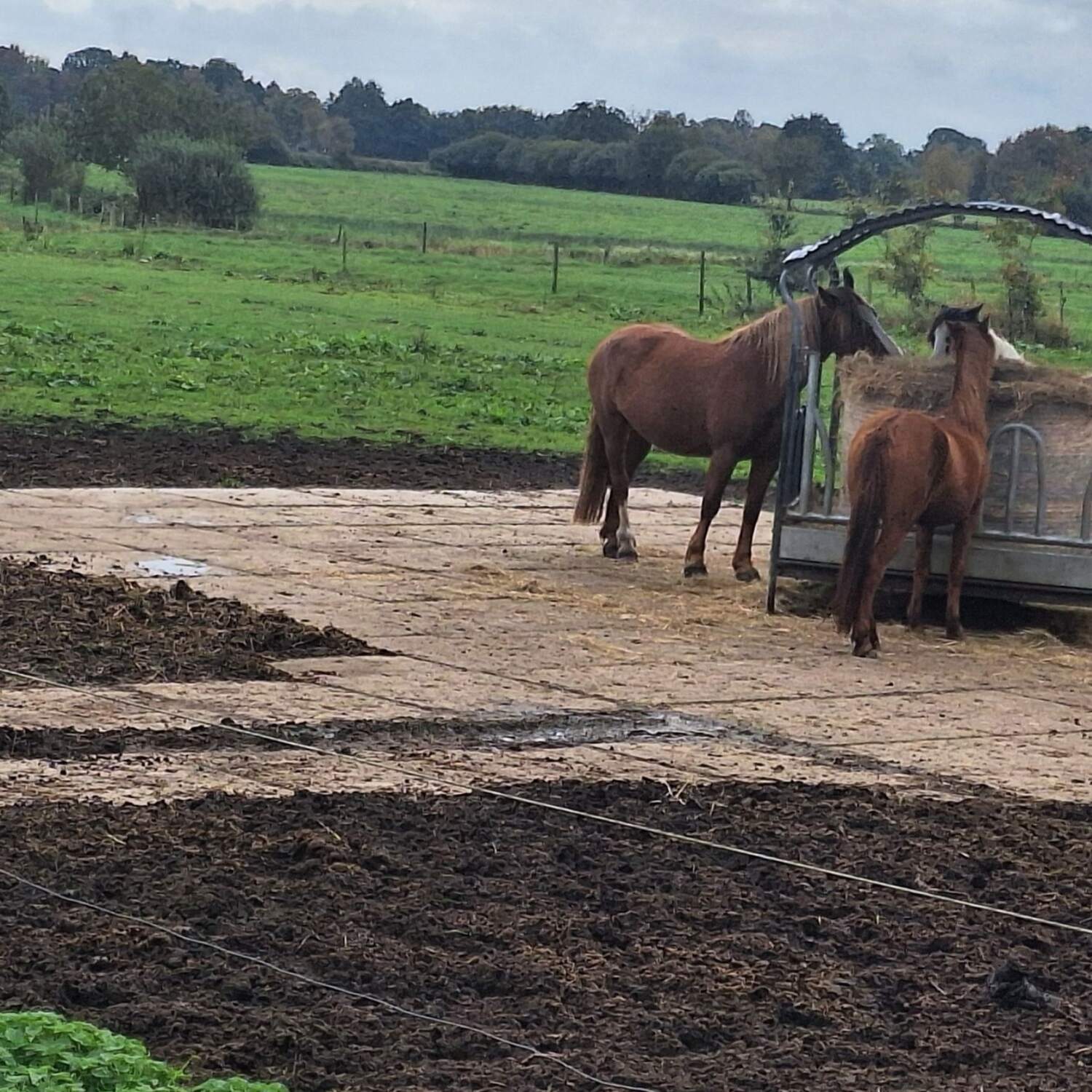 Pferdehof Funke in Dangast
