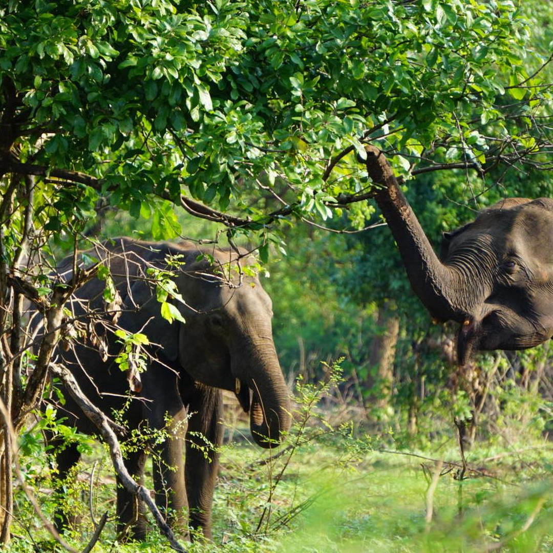 Sri Lanka