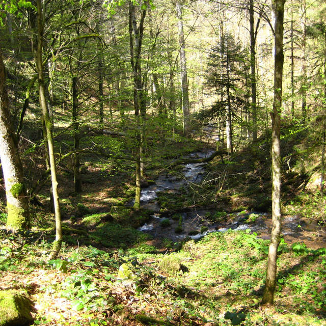 Schluchtensteig Etappen 5,6,1