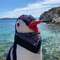 Lifeguin