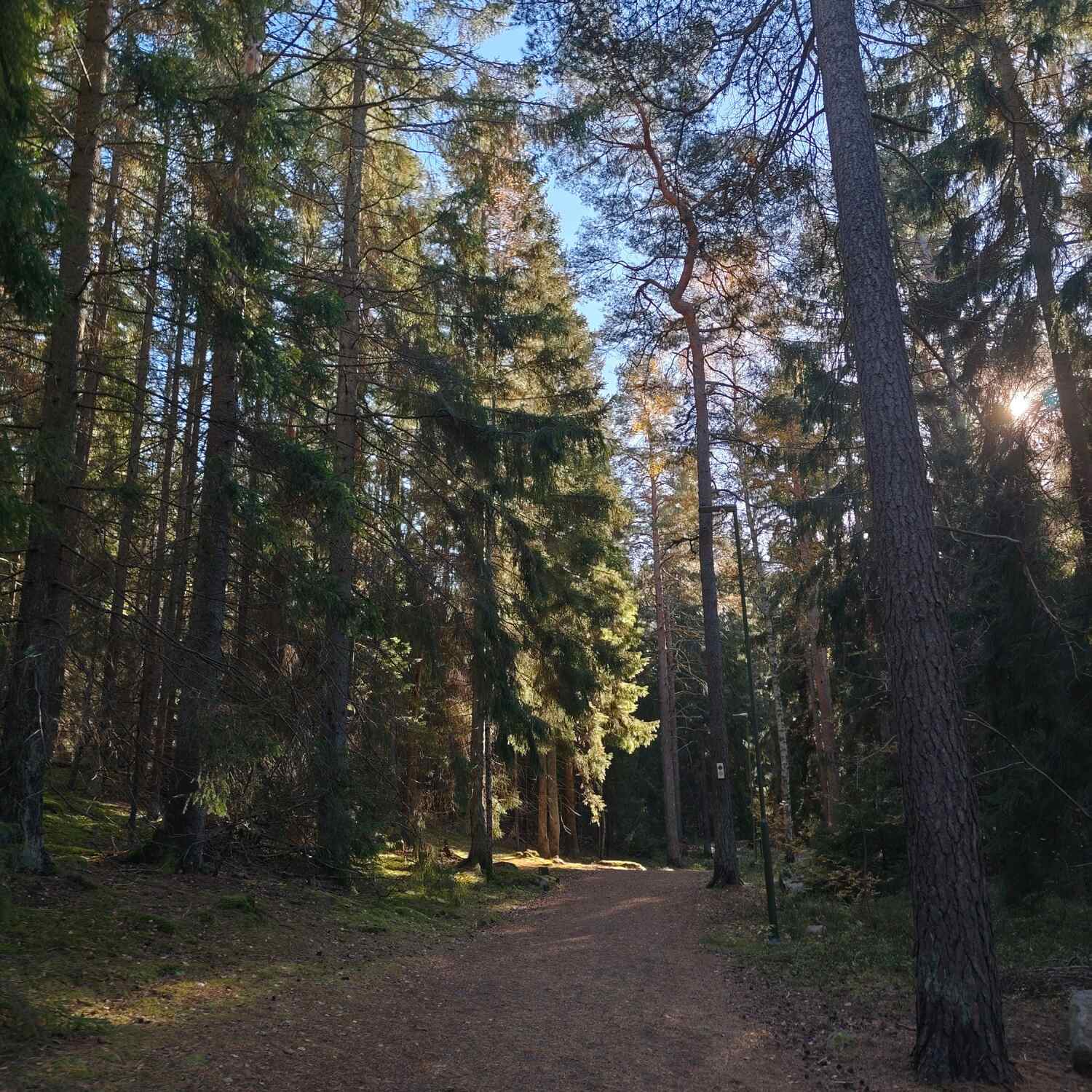 Stolpaskogsängen