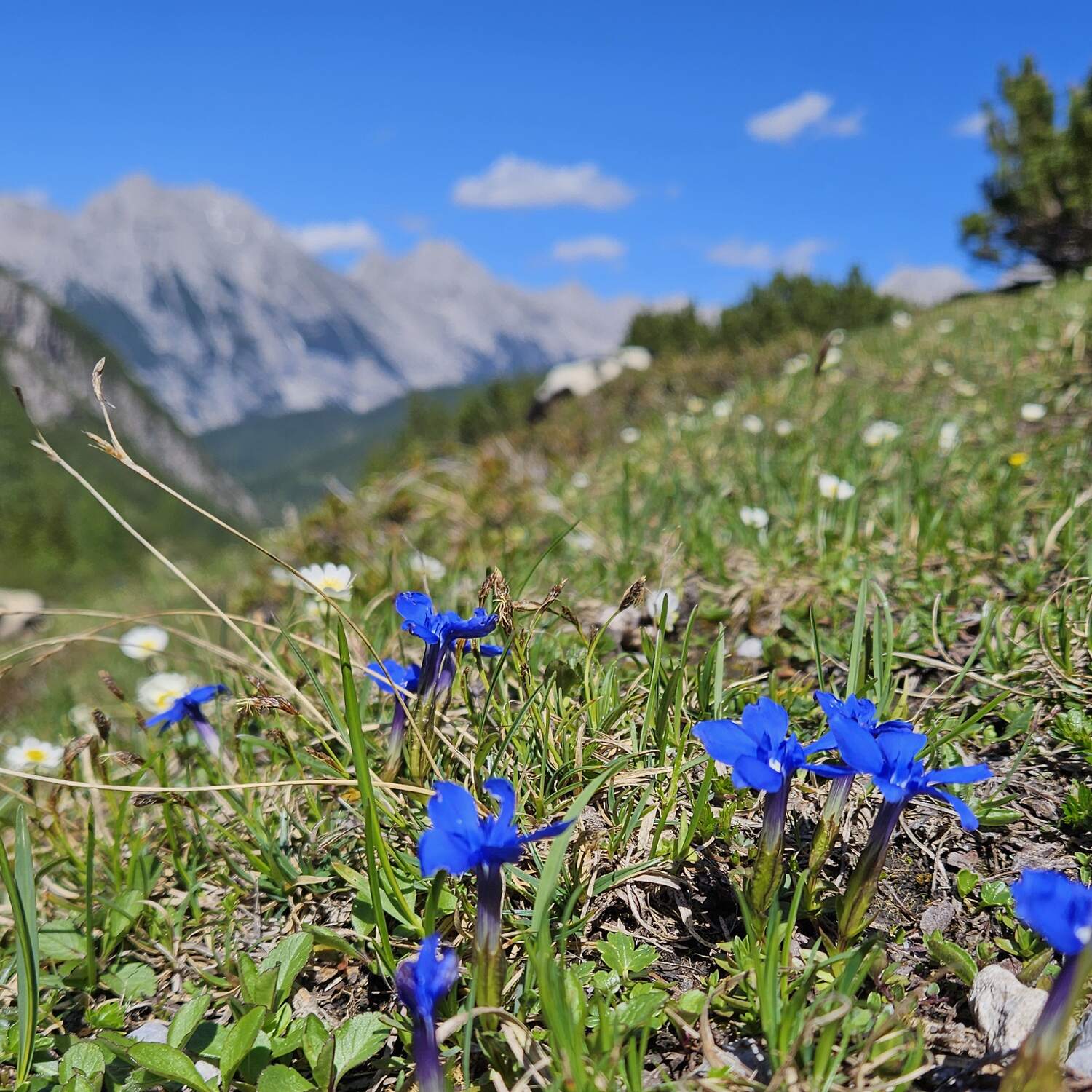 Hiking in the Alps 2026