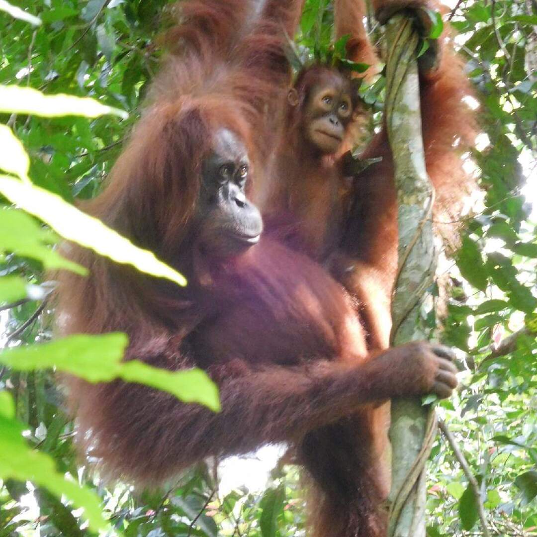 2015, Sumatra & Singapur
