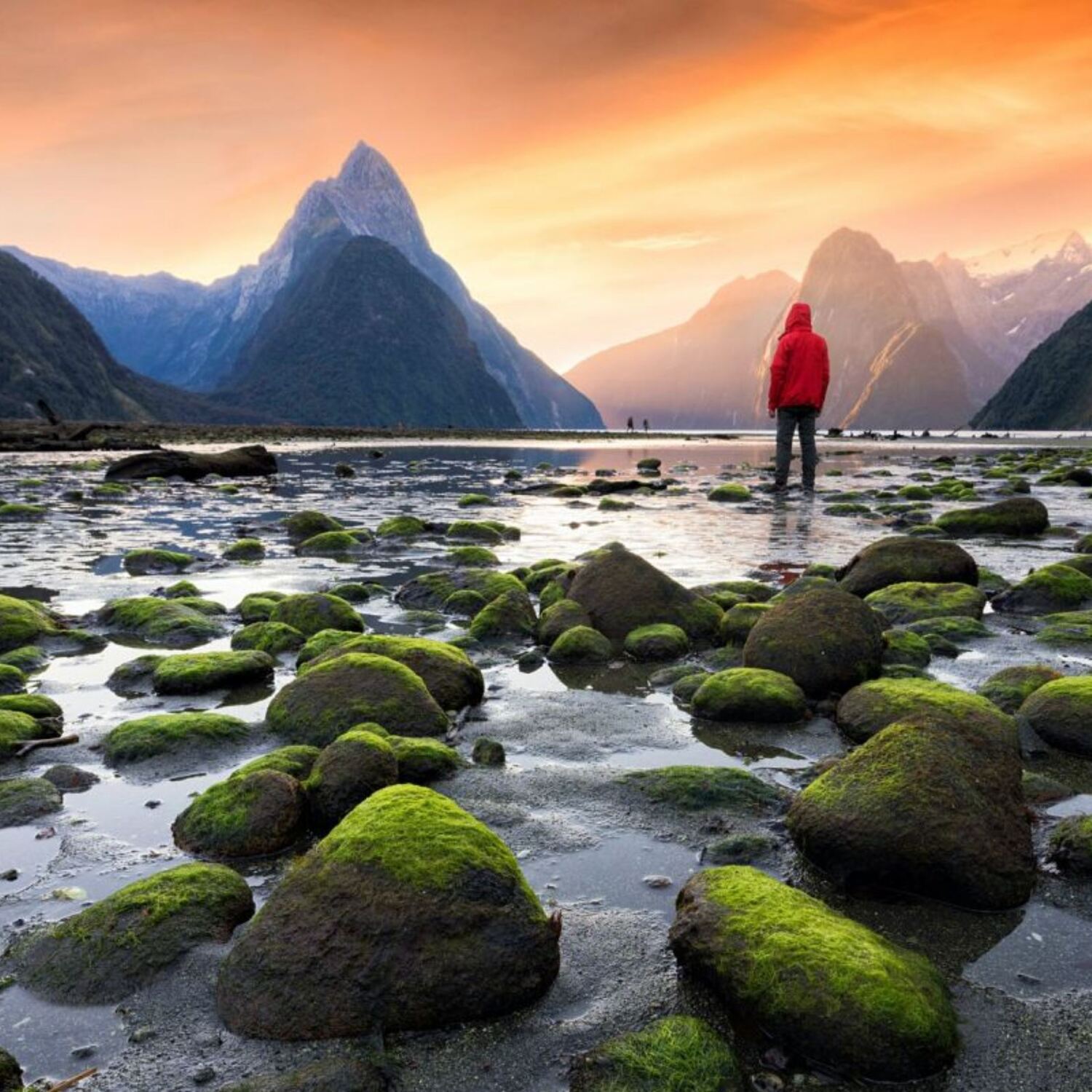 NZ 2025: Into the Wild