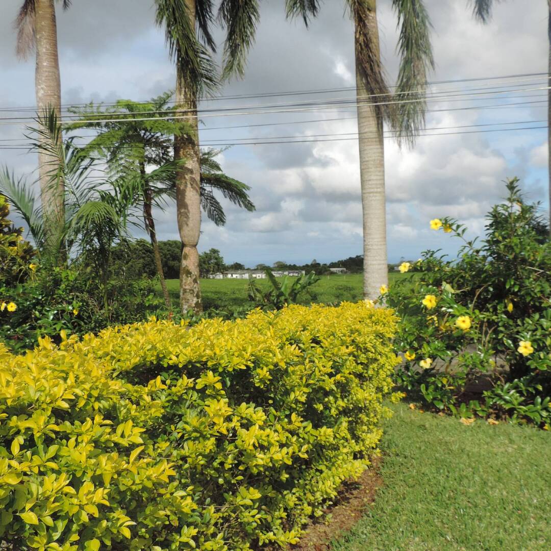 51. Mauritius