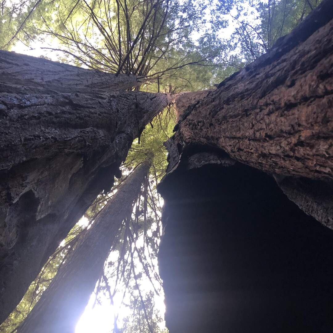 California Redwoods