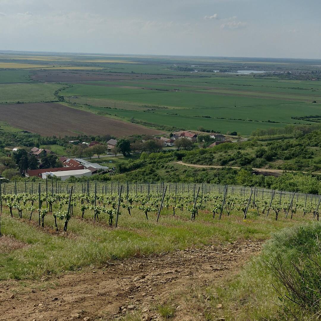Balla geza winery