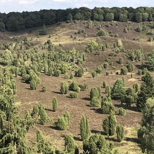 Lüneburger Heide