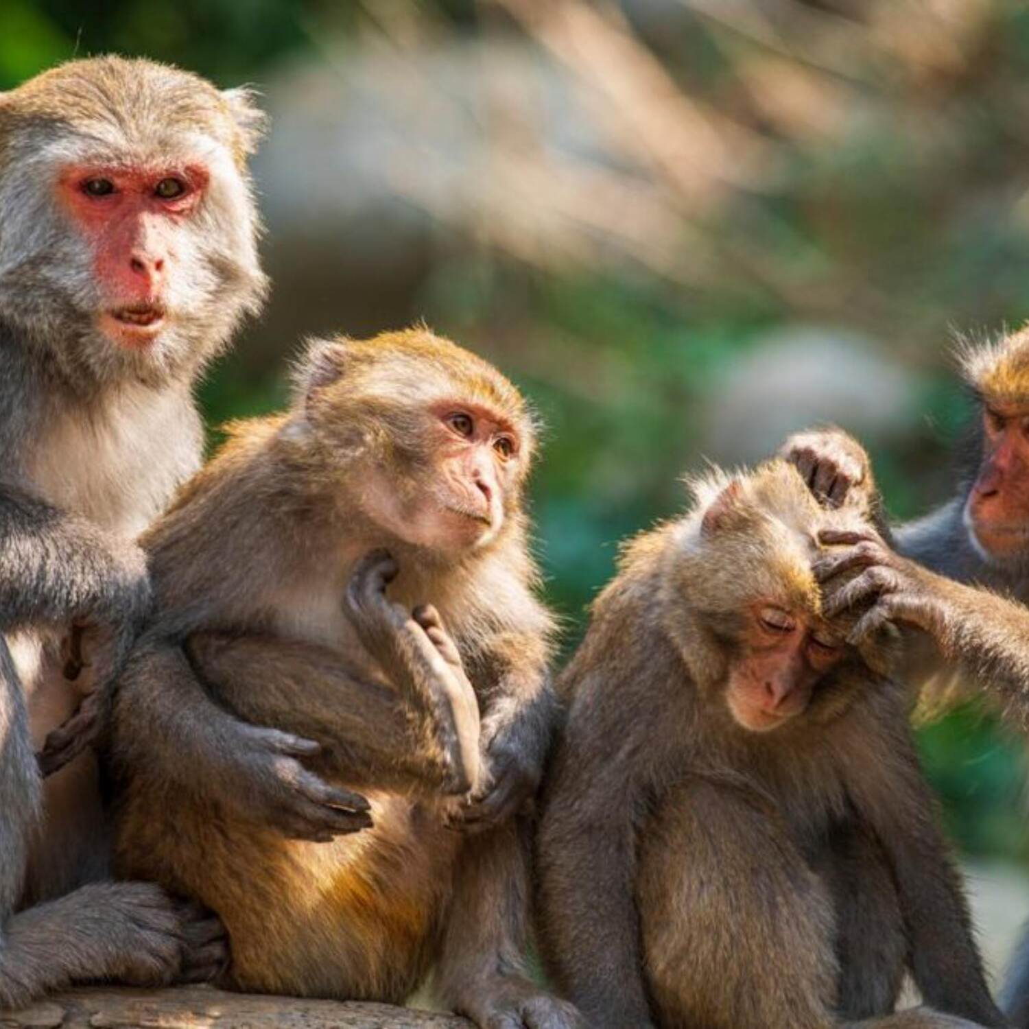 4 macacos no Gerês