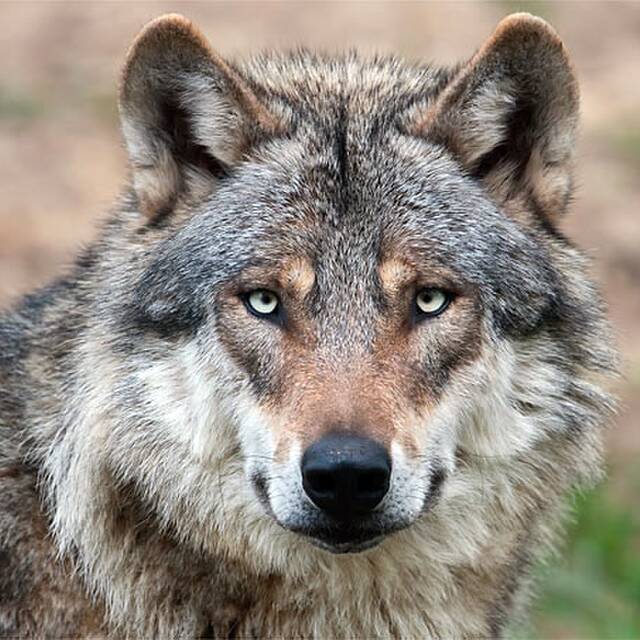 Wolfspur