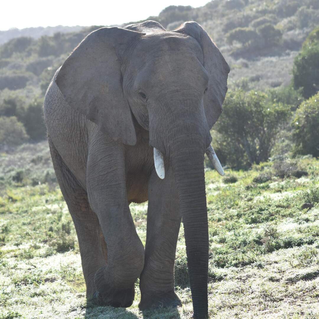 South Africa