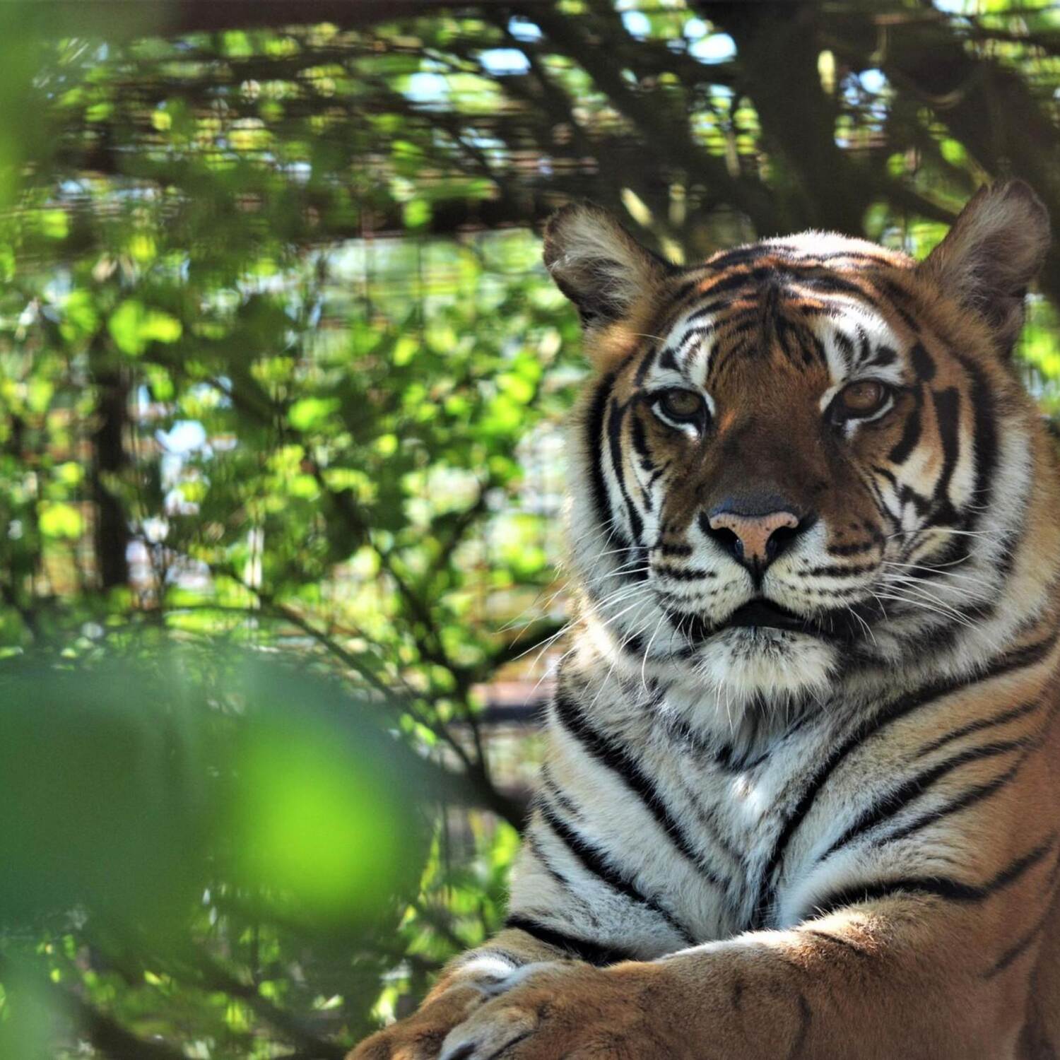 Big Cat Sanctuary 🦁