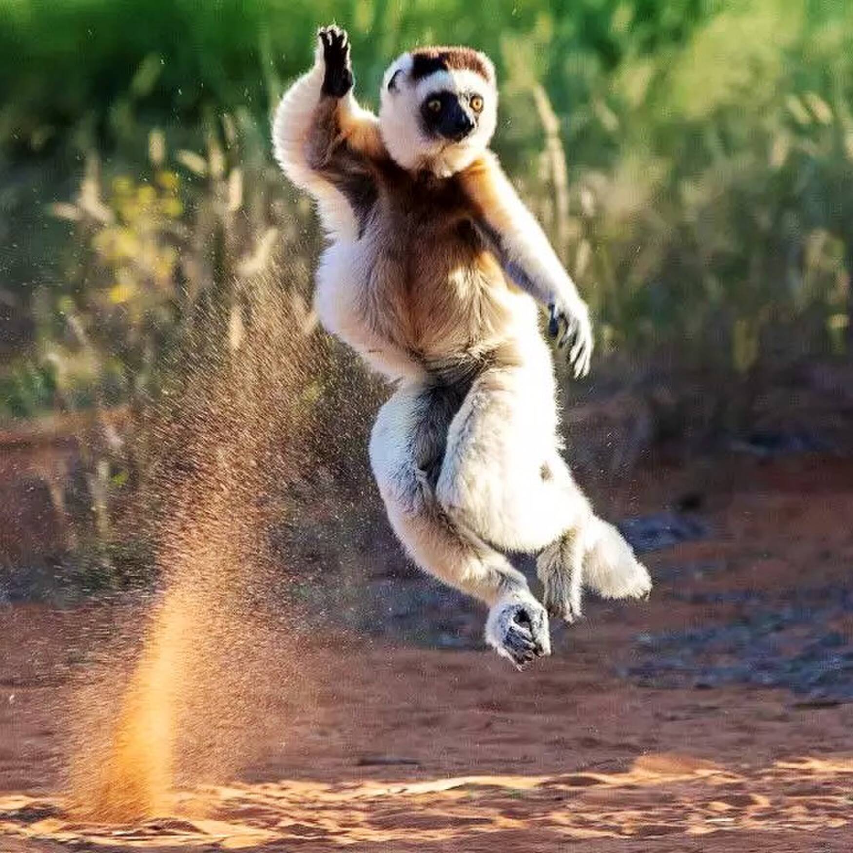Madagaskar