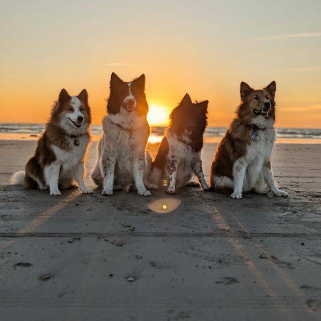 4doggymobil